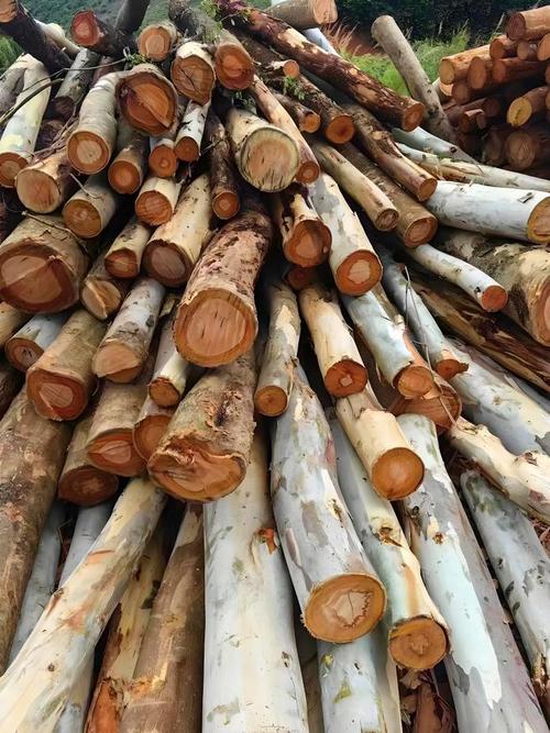 '''《中国造纸原材料格局优化建议实施计划通议备记手录详书》。包括两要件附题 